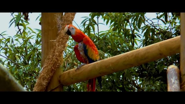 MACAWS - WINGHAM WILDLIFE - PANASONIC HC-X920 смотреть онлайн