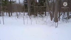 Мотособака Мужик, первое впечатление. Закрытие сезона 20-21г.