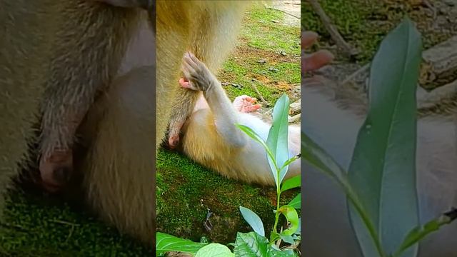 Lucie got mom Luna does wrong | #animals #cutemonkey смотреть онлайн