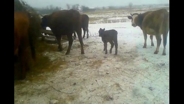 У нас родился первый телёнок Мультик,поколения 2017 смотреть онлайн