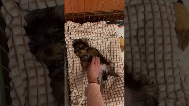 Белорусская овчарка ￼ смотреть онлайн