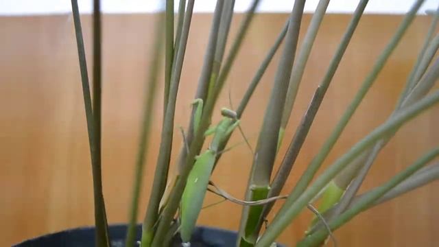 Nikon D3100 test video смотреть онлайн