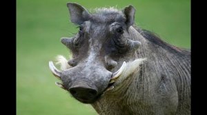 Одиночный визг бородавочника