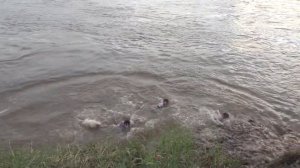 Перуанские дети купаются в Амазонке