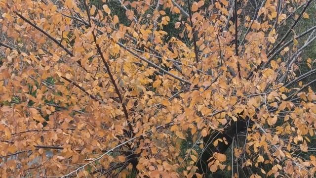 21 ноября  праздник МИХАЙЛОВ ДЕНЬ. СОБОР АРХИСТРАТИГА МИХАИЛА. ЧТО НЕЛЬЗЯ ДЕЛАТЬ...народные традици смотреть онлайн