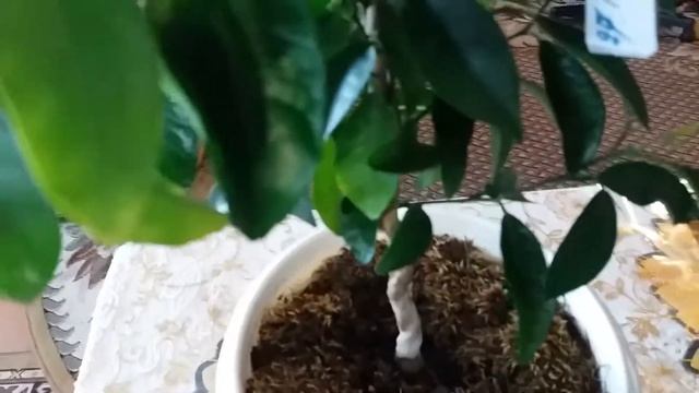 Снимаем обмотку с прививки черенка каламондина на мандарин. смотреть онлайн