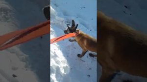 Щенок Малинуа(бельгийская овчарка) 5 месяцев.