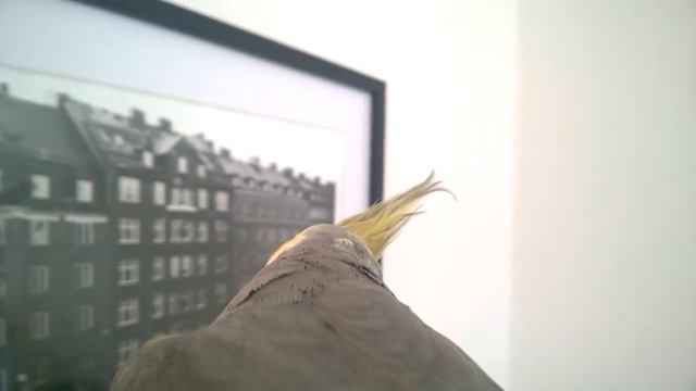 Pion, sing me a song! смотреть онлайн