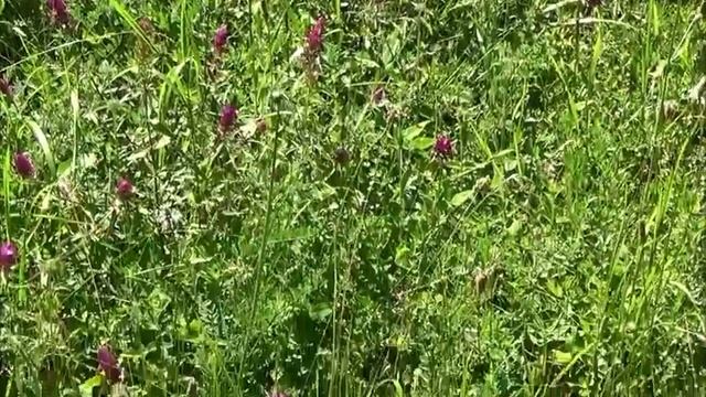 Волшебная поляна смотреть онлайн