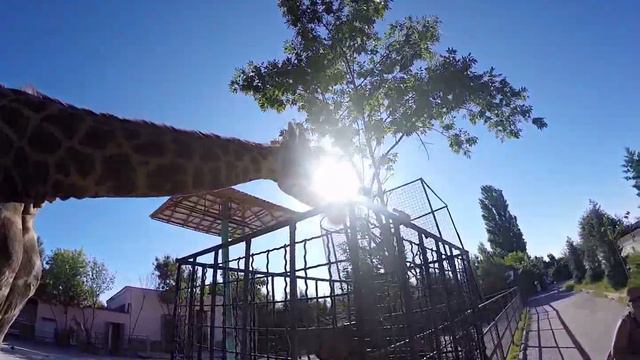 29-е воскресенье 2015-го года: Парк Львов. Животный мир и купание в озере Тайган на закате :) смотреть онлайн