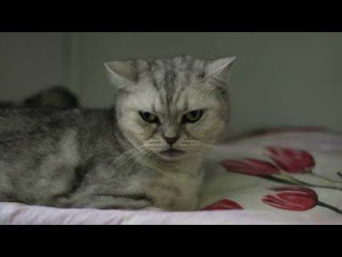 Домашнюю кошку выкинули в подъезд с куском черствого хлеба в коробке…