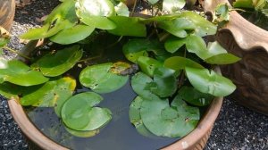 Какие водные кувшинки цветут в минипрудах и  вазонах? Кувшинка голубая, сиреневая, лотос, водокрас!