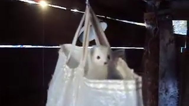 Промысел на Севере Байкала - Горностай в зимовье смотреть онлайн