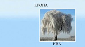 Тема 10. Как зимуют растения