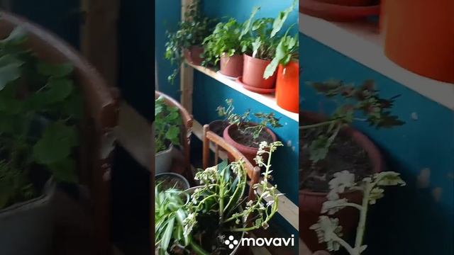 Цветы на 8 марта
