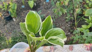 Посылка с хостами обзор