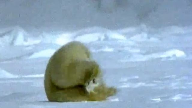 мишка охотится_1.avi смотреть онлайн