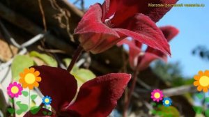 Клематис гибридный Гравити бьюти. Краткий обзор, описание характеристик clematis Gravetye Beauty