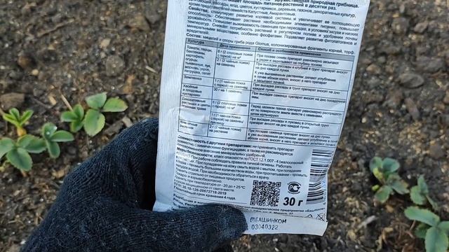 ЧТО ВНЕСТИ В ЛУНКУ ПРИ ПОСАДКЕ КЛУБНИКИ? Успейте внести в лунку 3 Лучших Удобрения для Клубники
