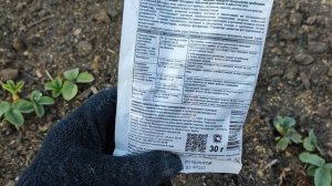 ЧТО ВНЕСТИ В ЛУНКУ ПРИ ПОСАДКЕ КЛУБНИКИ? Успейте внести в лунку 3 Лучших Удобрения для Клубники