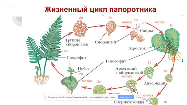 «Решение задач повышенного и высокого уровня сложности в ЕГЭ по биологии»