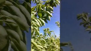 Груша на ва29