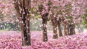 Beautiful Day • Romantic and Beautiful Piano Music for Relaxation