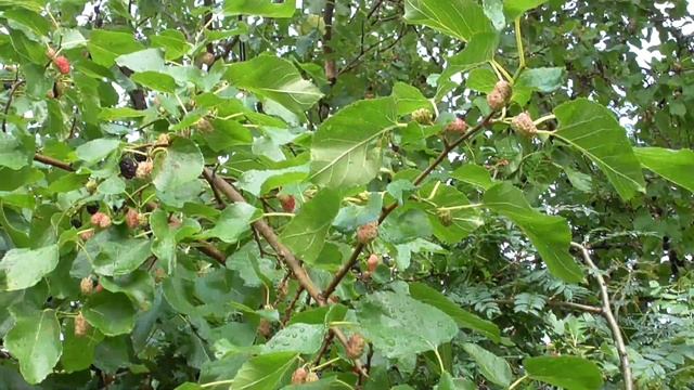 Полезная для здоровья ягода - шелковица смотреть онлайн