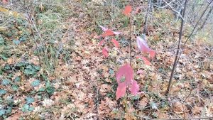 Осенние грибы в Новороссийске в конце ноября 2021