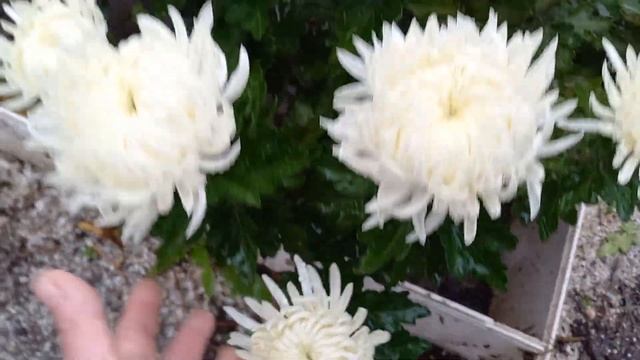 Белый Пудель мой любимчик 28.10.23г. смотреть онлайн