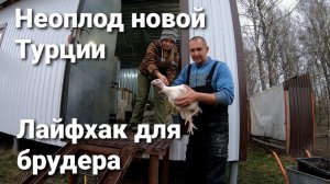 Яйцо бройлера Венгрия и Турция. Индейка. Брудер.