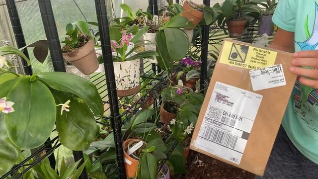 Phal bellina Pink From Big Leaf Orchids. Last Orchid Mail For The Year. смотреть онлайн