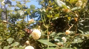 Розы Дэвида Остина плетистые  за 10 лет #Crown #Princess #Margareta #Teasing #Georgia #Mary #Rose