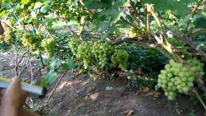 @Виноград 2018 Виноград Валек Отзыв о винограде