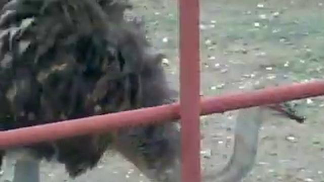 Вредный страус пытается цапнуть за шляпу. смотреть онлайн