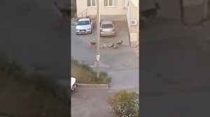 УЖАСЫ КАМЫШИНА ! СОБАКИ РАЗОРВАЛИ КОТА