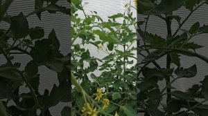 Нехватка железа у томатов. Подкормка по листу.