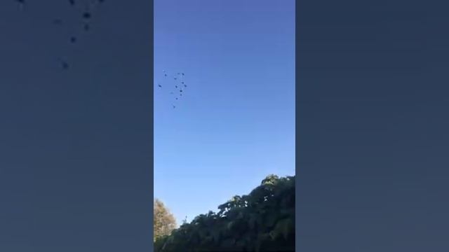 Агасиевские бойные голуби моего друга Артака смотреть онлайн