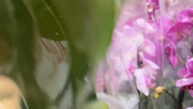 Обзор новых орхидей в Оби Авиапарк 17.02.2023 Орхидеи биглипы, орхидея Мальвина, орхидея манта смотреть онлайн