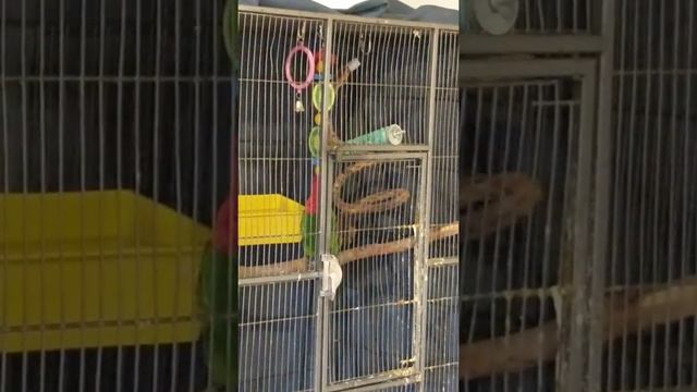 Maui IRN and Sheldon Lorikeet talking to each other смотреть онлайн