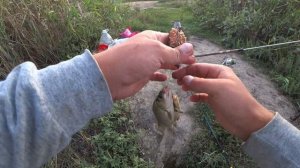 Ловля карася на поплавок.  Рыбалка вечером.