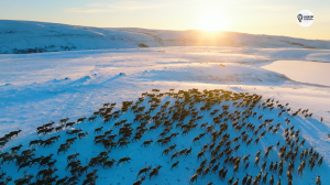 Наша Сибирь 4К: Северный олень