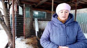 ОПАСЕН ли выгул кур зимой. Как сохранить яйценоскость.