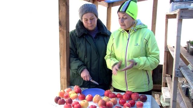 Сорта яблок для зимнего хранения