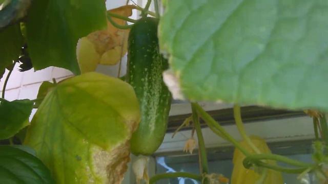 06.08.2019 - Острые перцы и прочие жители моего балконного огорода! смотреть онлайн