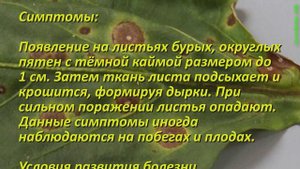 Болезни перца и способы лечения. Народные средства борьбы. Биологические препараты. Коротко! Перец!