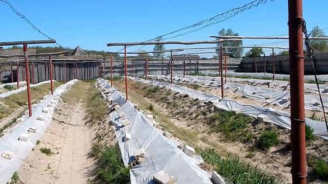 Виноградник 11.05.2021г. И маленькие нюансы.