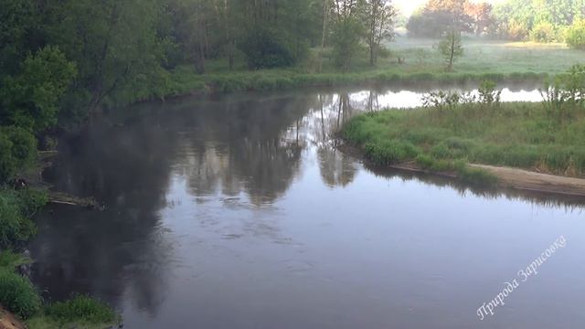 НЕЖНОЕ УТРО НА РЕКЕ с Красивой Природой в Лесной Чаще с Пением Птиц и ЗВУКАМИ ПРИРОДЫ на Реке НЕМАН