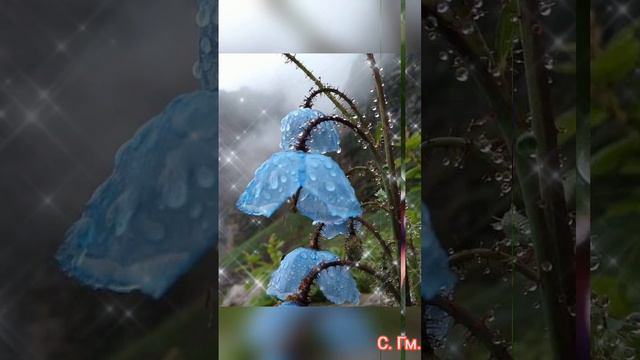 7 июня - Медвяные росы 💧 Волшебные кадры под волшебную музыку 🥀