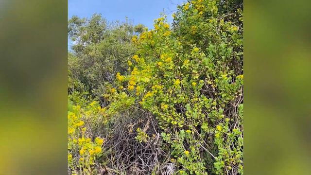 Kirstenbosh Garden: Africa's Most Beautiful Botanical Masterpiece ! смотреть онлайн